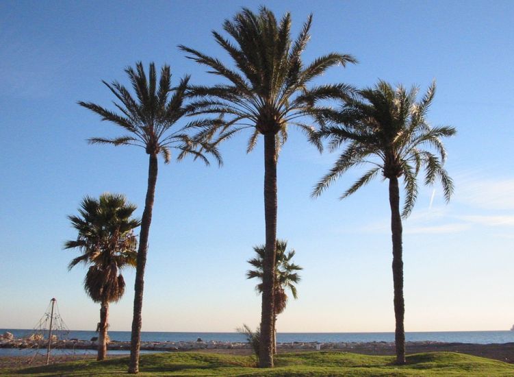 Palm Trees on Beach at Malaga on the Costa del Sol in Andalucia in Southern Spain