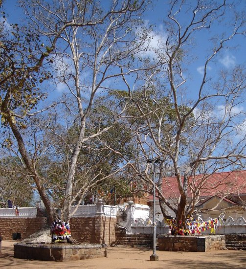 Sri Maha Bodhi 