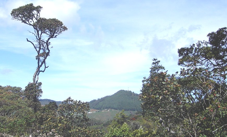 Jungle Walk on Mount Pedro ( Pidurutalagala ) 2524 metres above Nuwara Eliya in the Hill Country of Sri Lanka