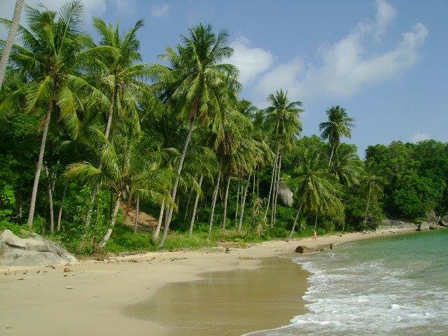 Coconut palms on beach on on Pha Ngan Island in Southern Thailand