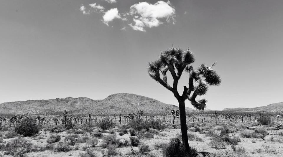 Yuccah Tree ( Joshua Tree )